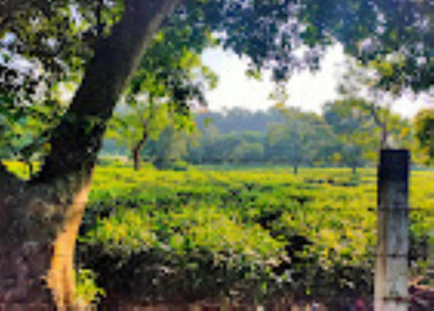 Brahmaputra Jungle Resort Гувахати Экстерьер фото